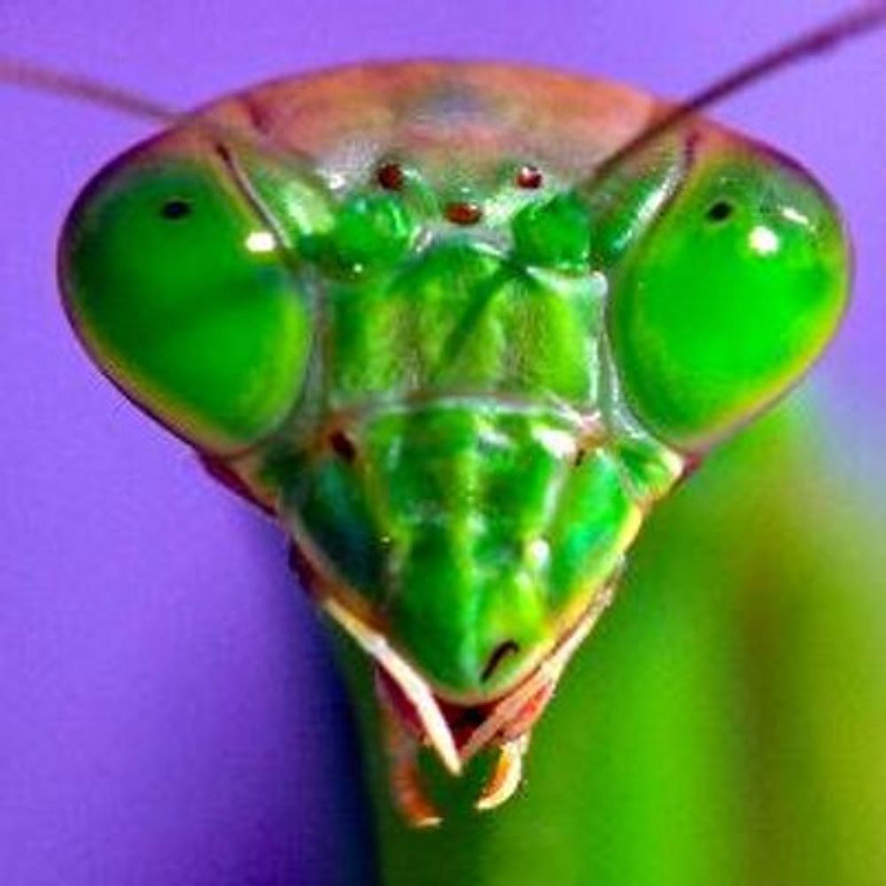 Hung Yung Mantis
