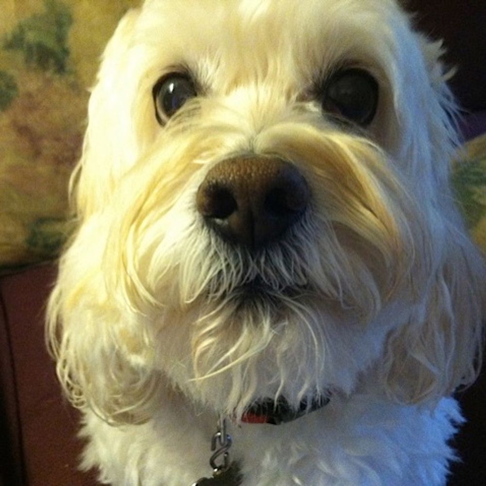 OmniDog 