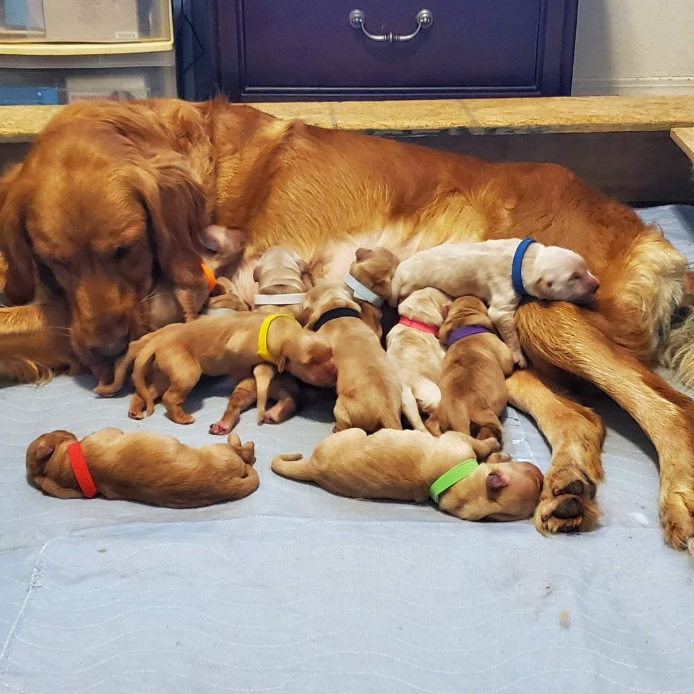 ADORABLE GOLDEN RETRIEVER PUPPIES FOR ADOPTION AND REHOMING 