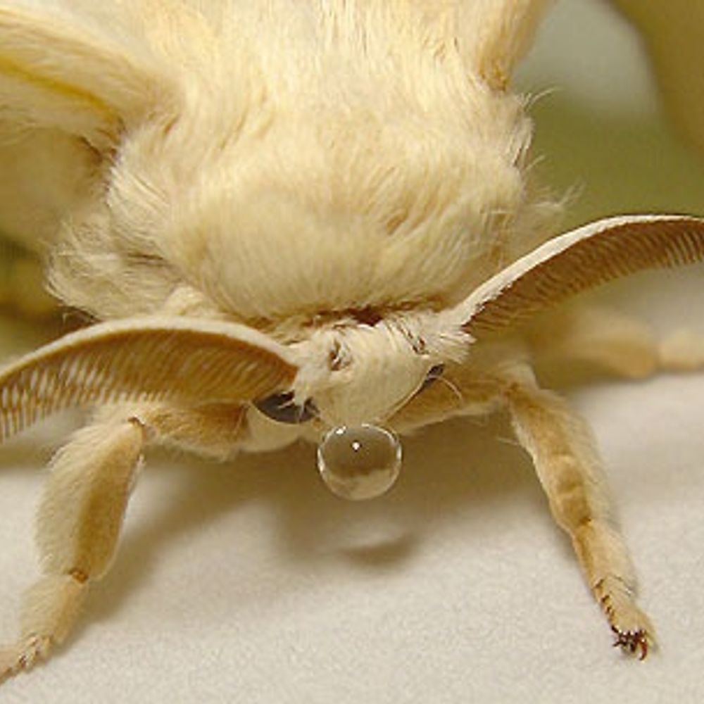 MothNes