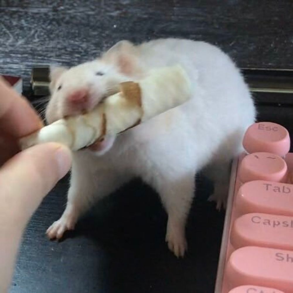 시골쥐