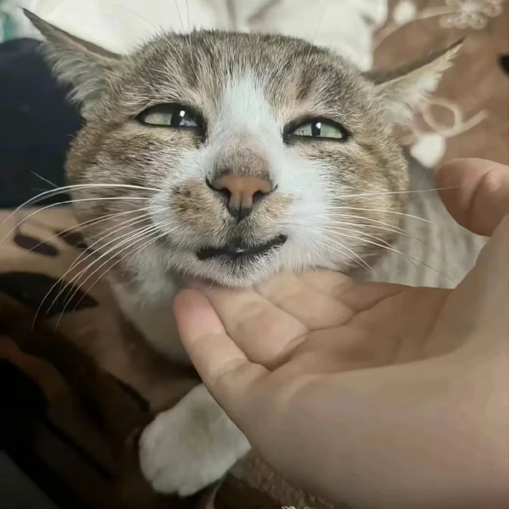 KittyQ