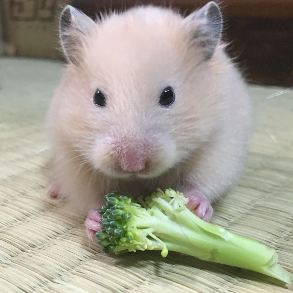 如月アリス