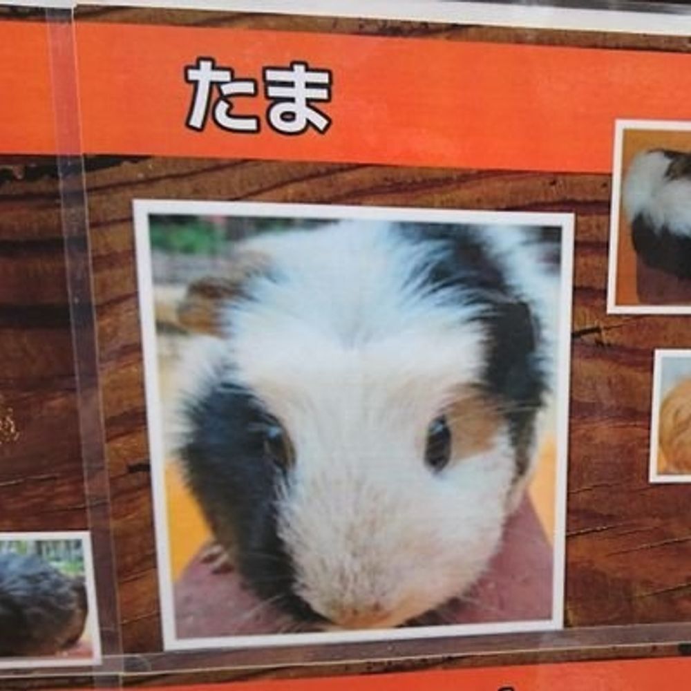 た☆ま
