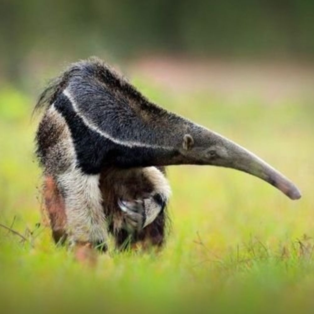 Der_Ameisenbär