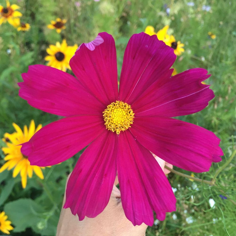 Bloomscroller