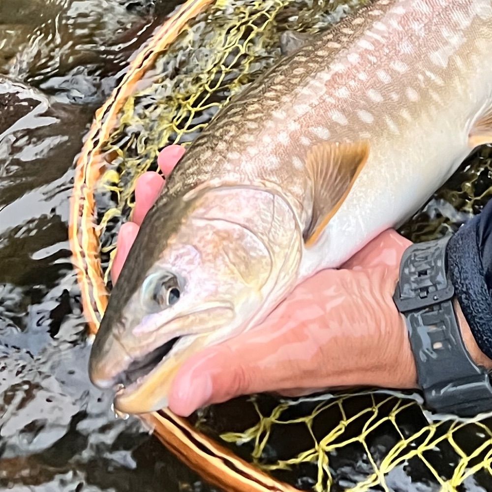TinyAngler