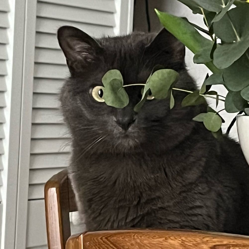 JD