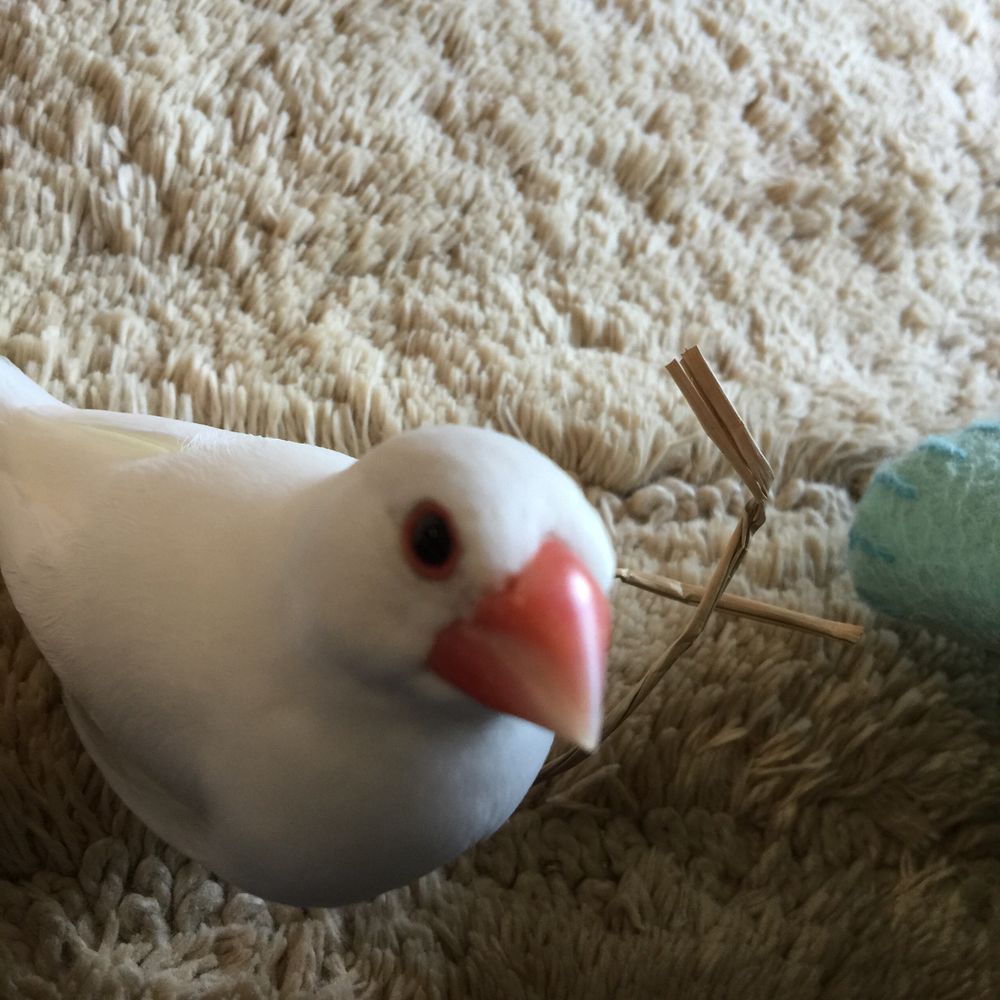 文ちゃん㌨ (•∋•)