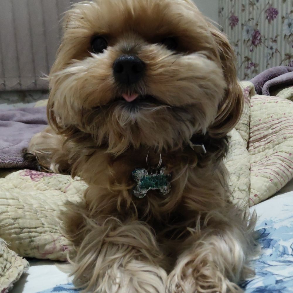 Linguinha, Cão Feroz 🐕‍🦺 