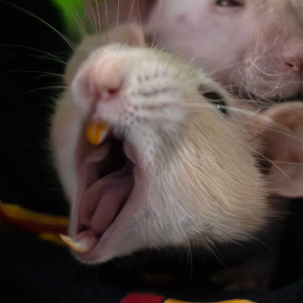 High-strung Rat