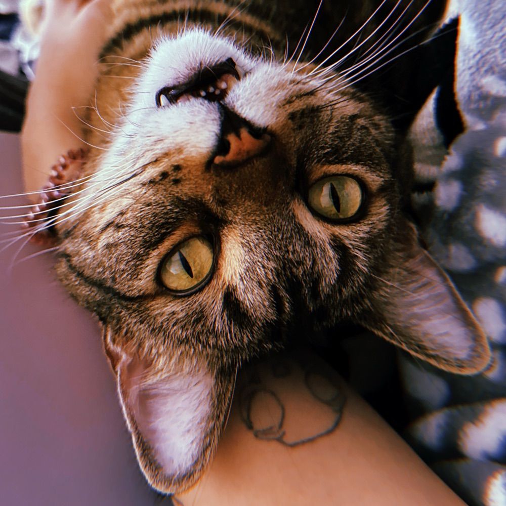 Little Bear The Cat