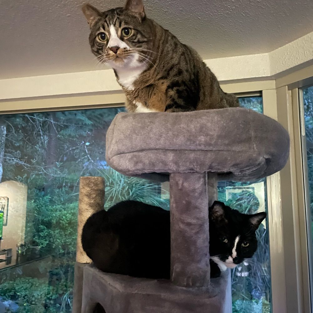 Skunk and Sparky