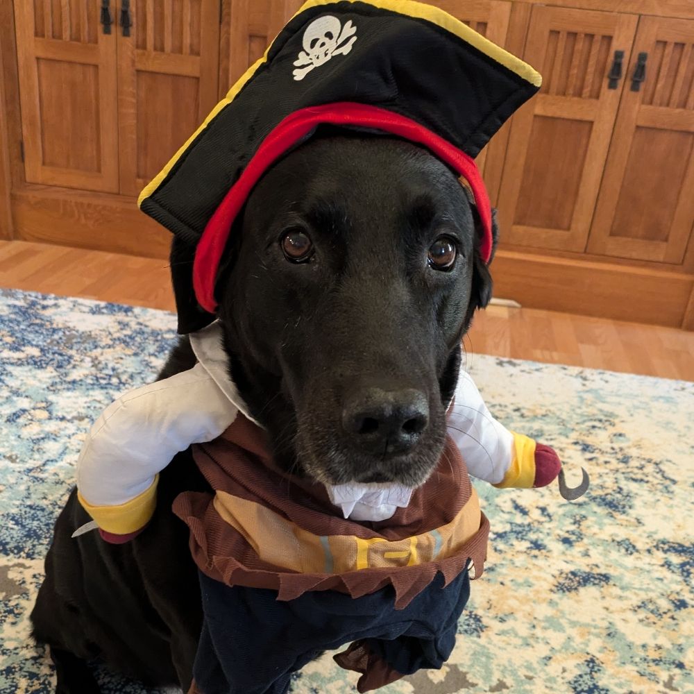 Triceradoggo