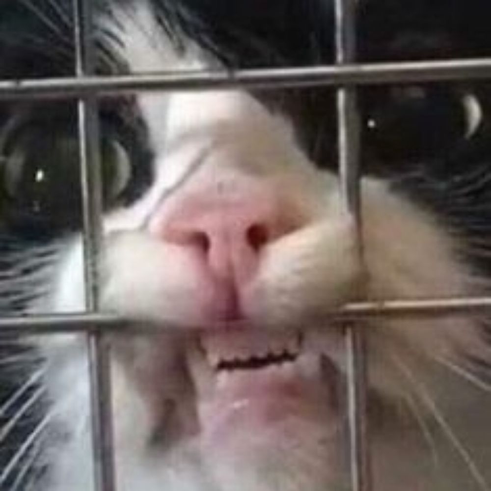 boo