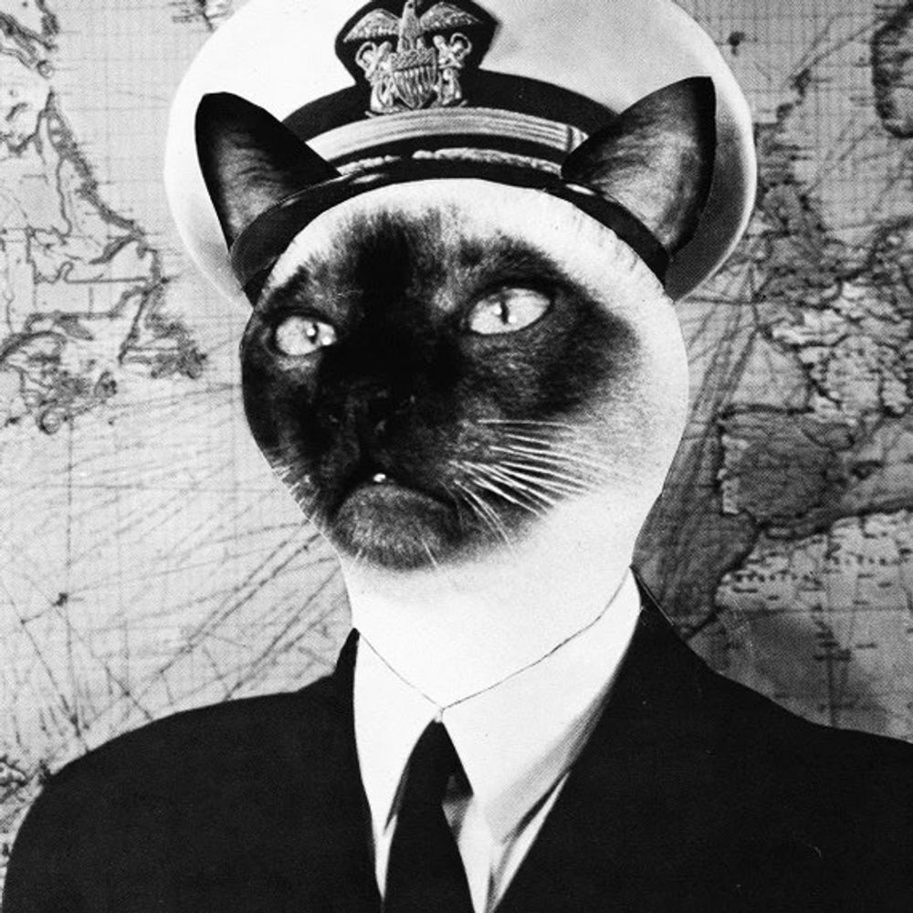 Jellicoe Cats's avatar