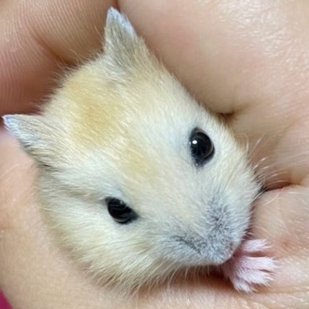 負け犬