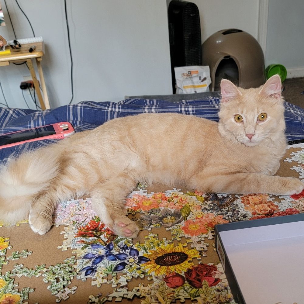 Odysseus, Kitten of Ithaca