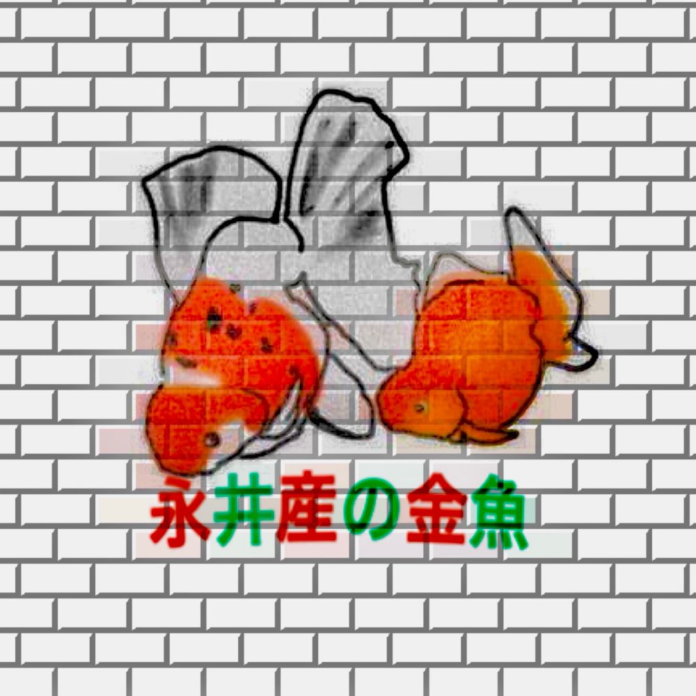 永井産の金魚