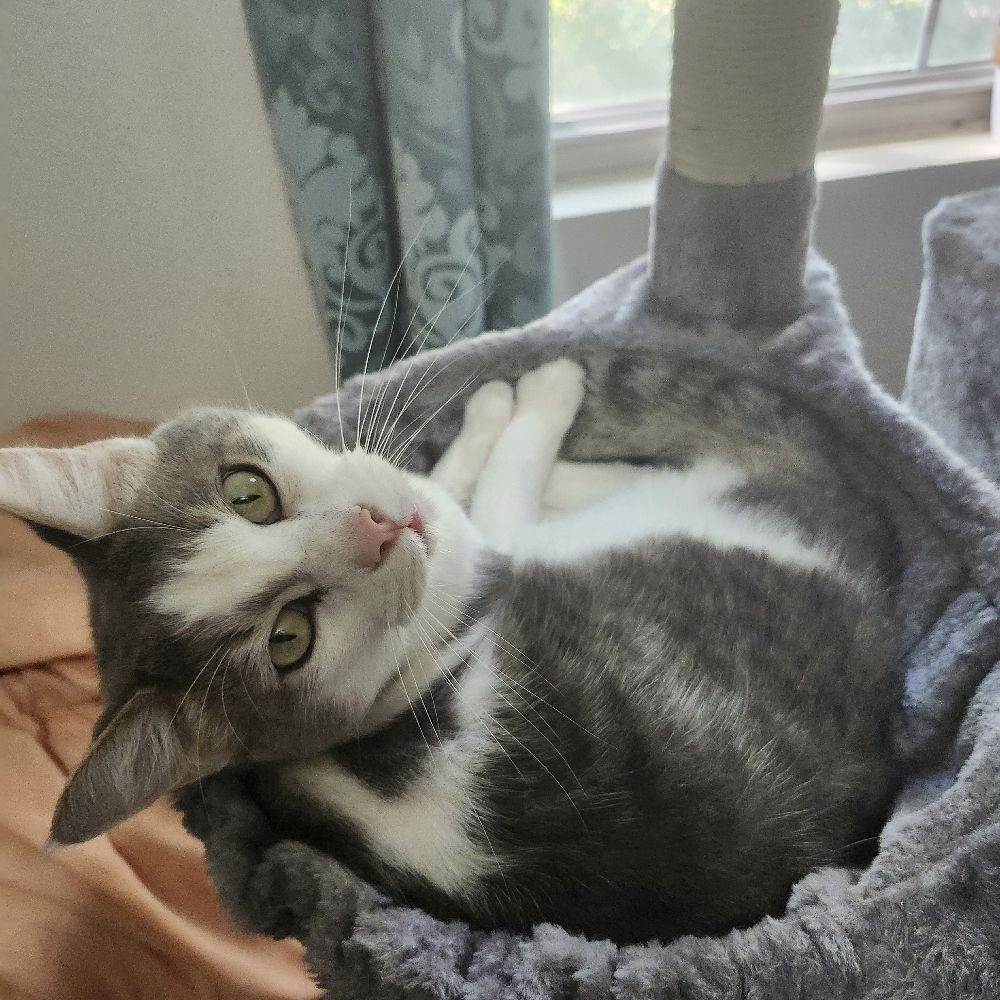 Catberyi
