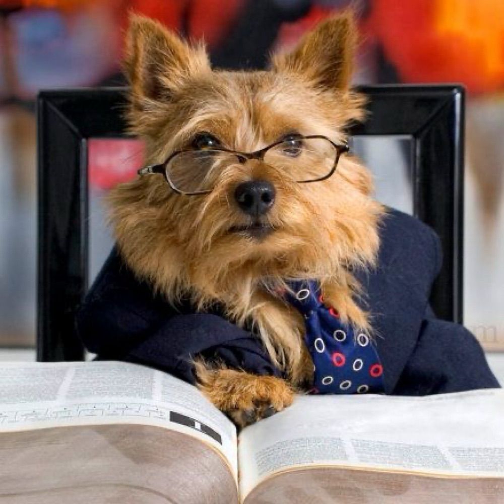 MartyTerrier