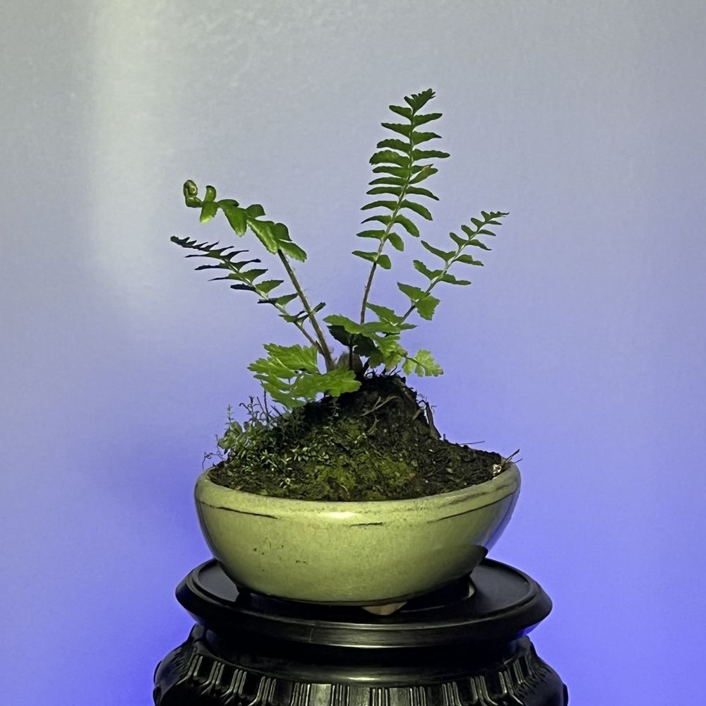 Urban Fern