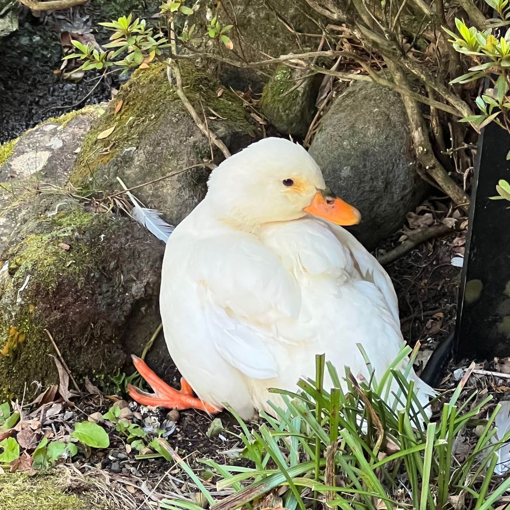 みょる