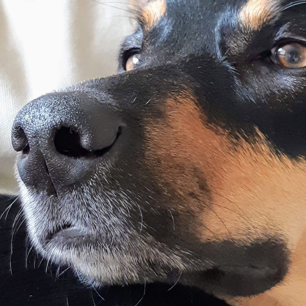 Astro dog.