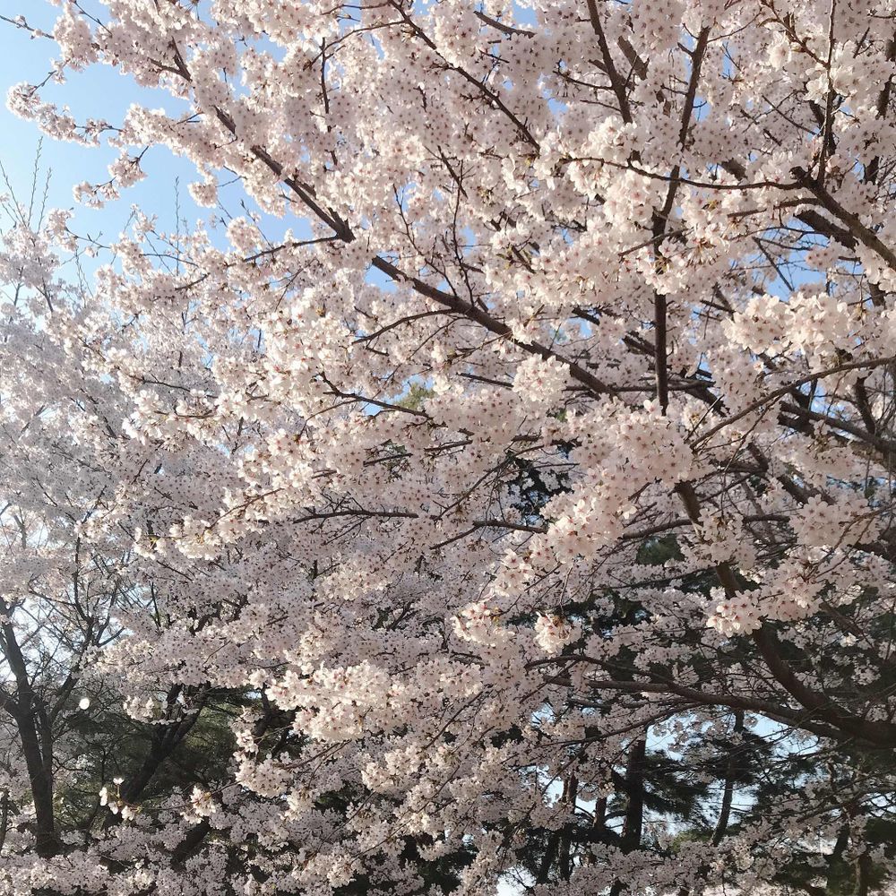 순백
