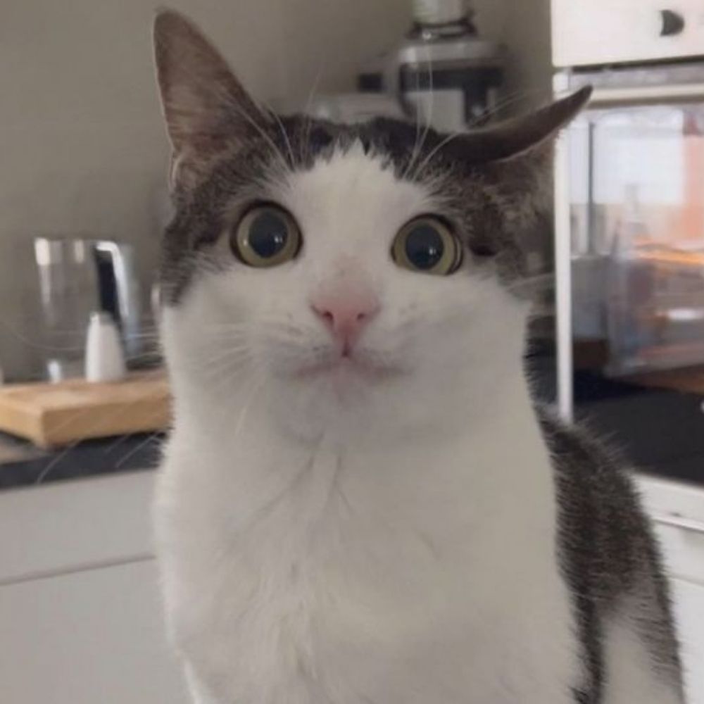Gatitos 😺
