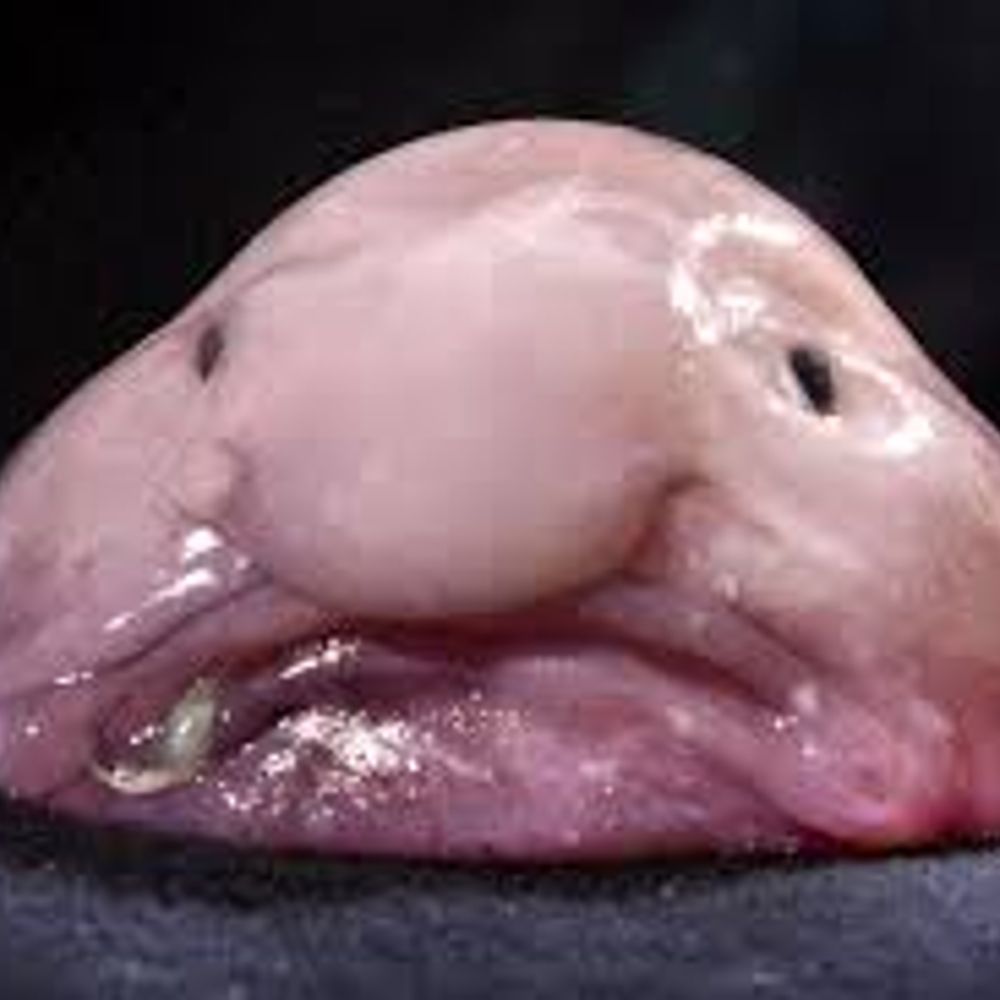 Blobfish Rebellion
