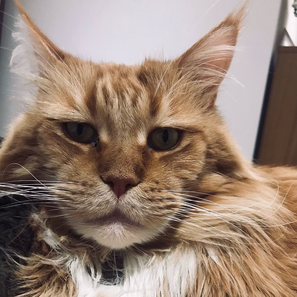 Harry the Maine Coon🌈