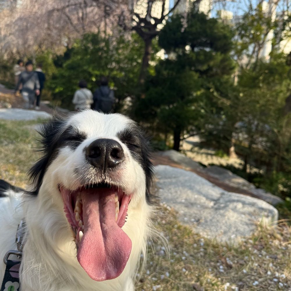  쉬폰이