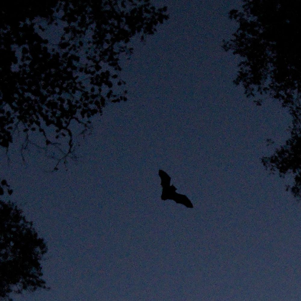 Bat Research Team