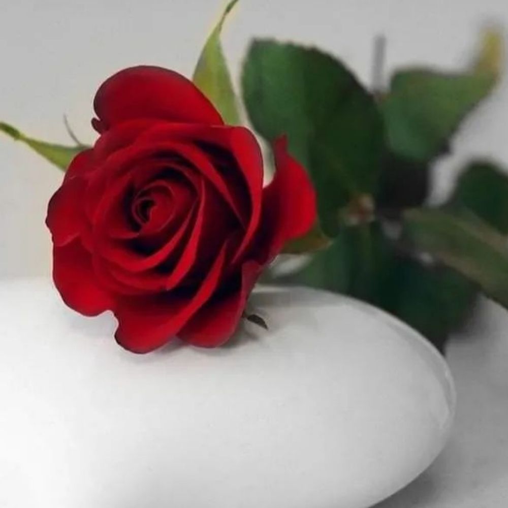 M.Rehan