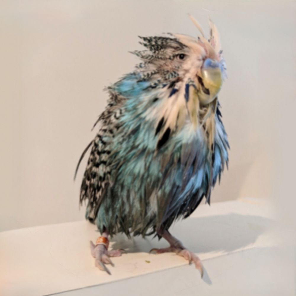 bowerbird