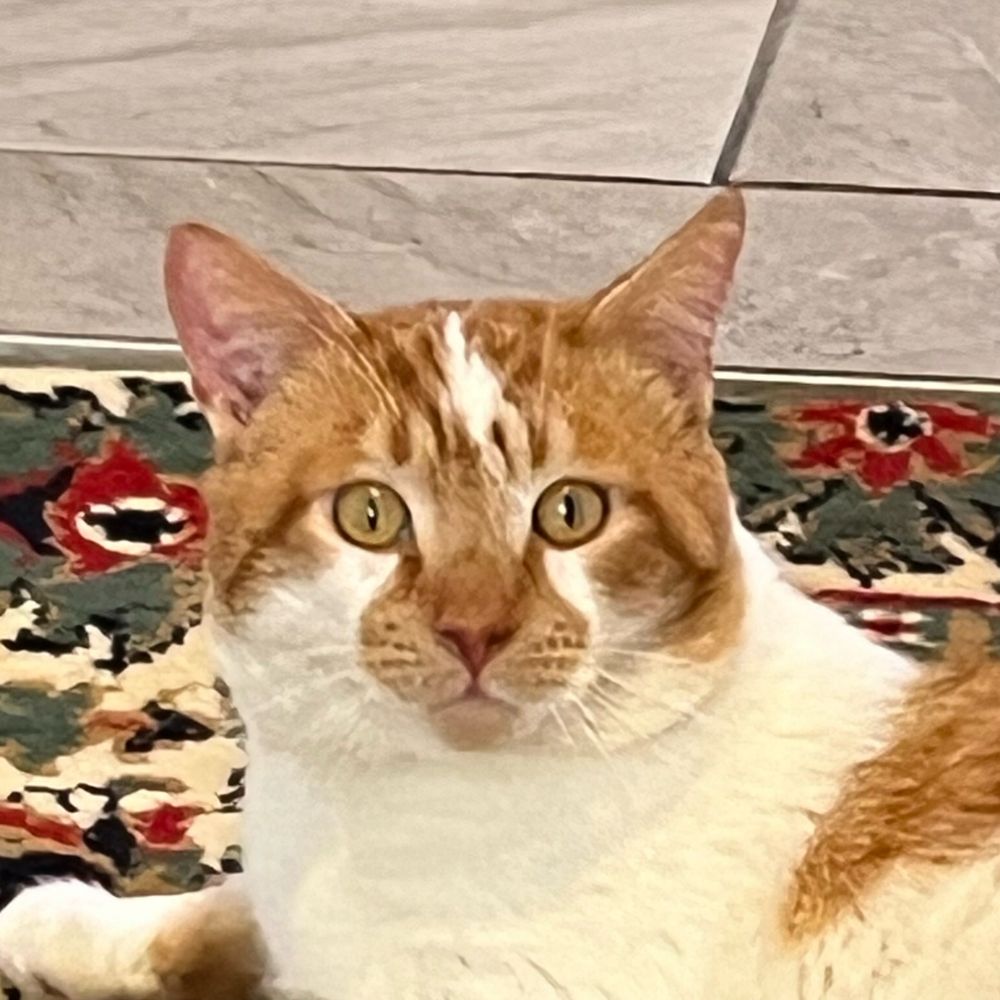 Reggie Goodcat