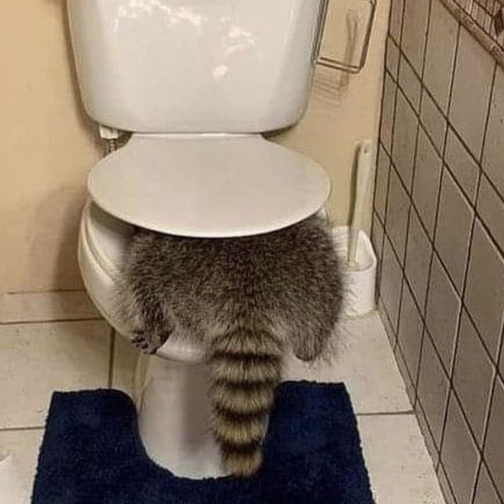 잼이