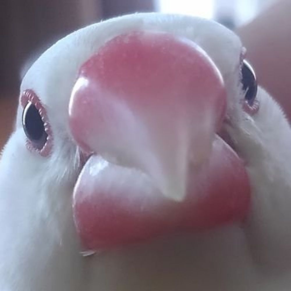 たぶん山田