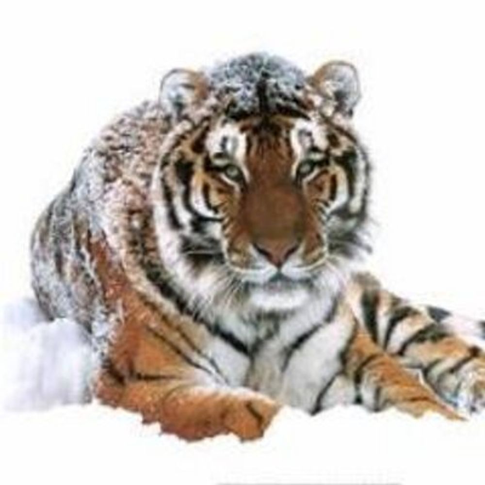 Profile picture colts-tiger.bsky.social