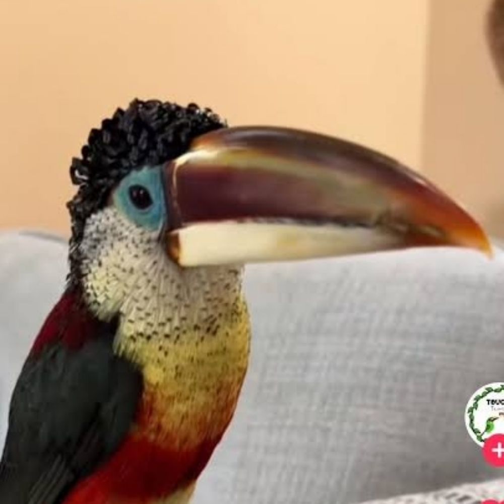 tucano cacheado