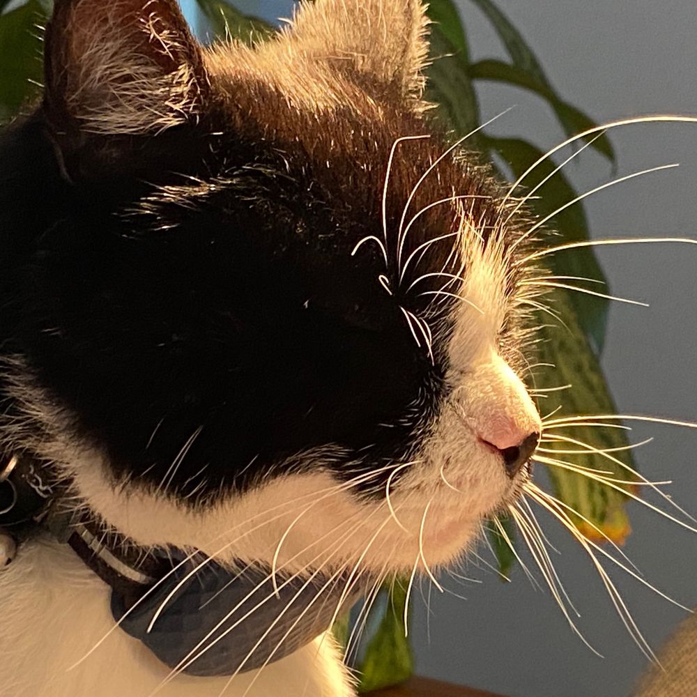 BruceTheCat036