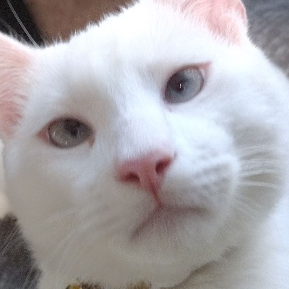 😺 Betún 😺