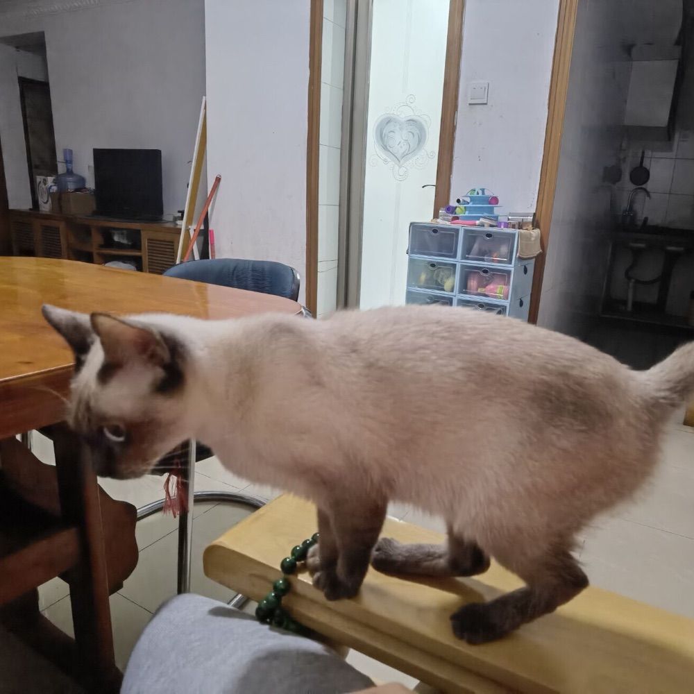张萌