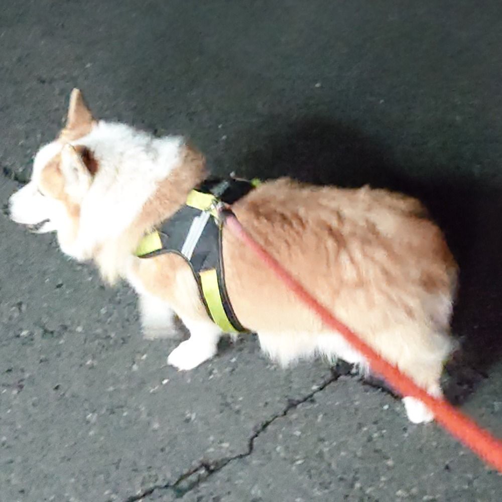 もーちゃん