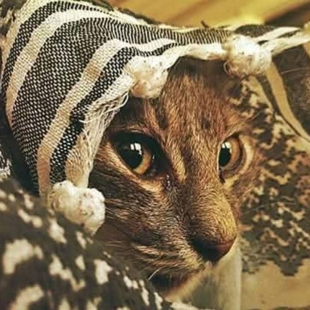 Hogır