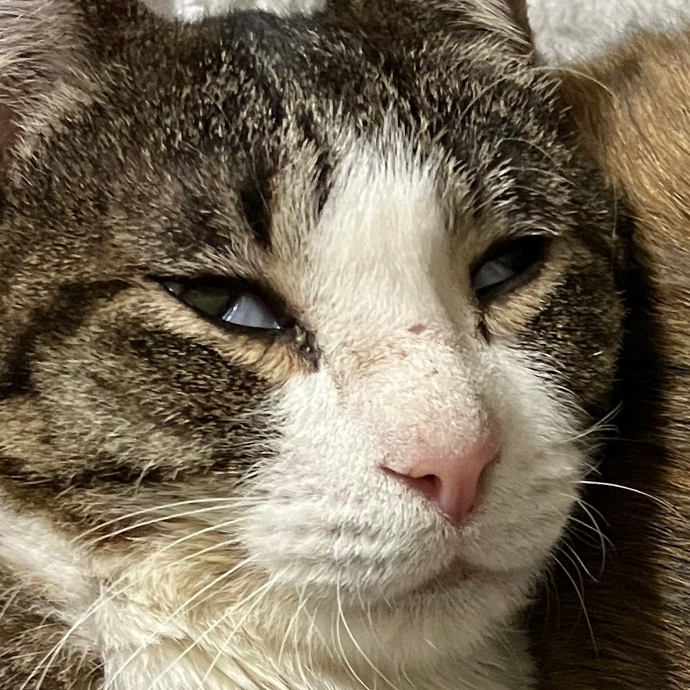 しの