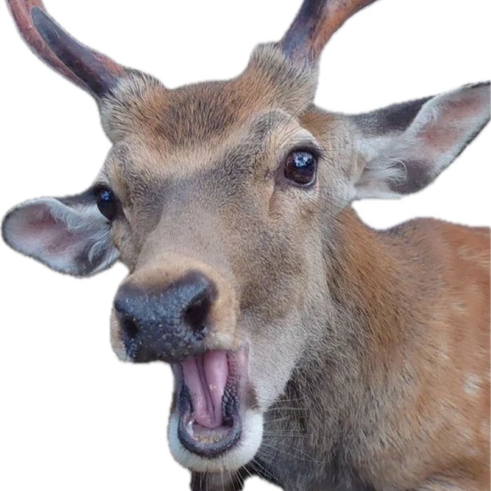 Ajaxx