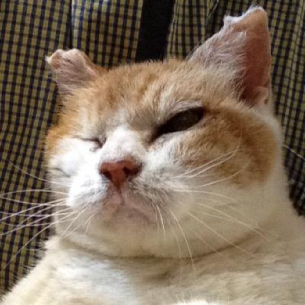 猫田に小判