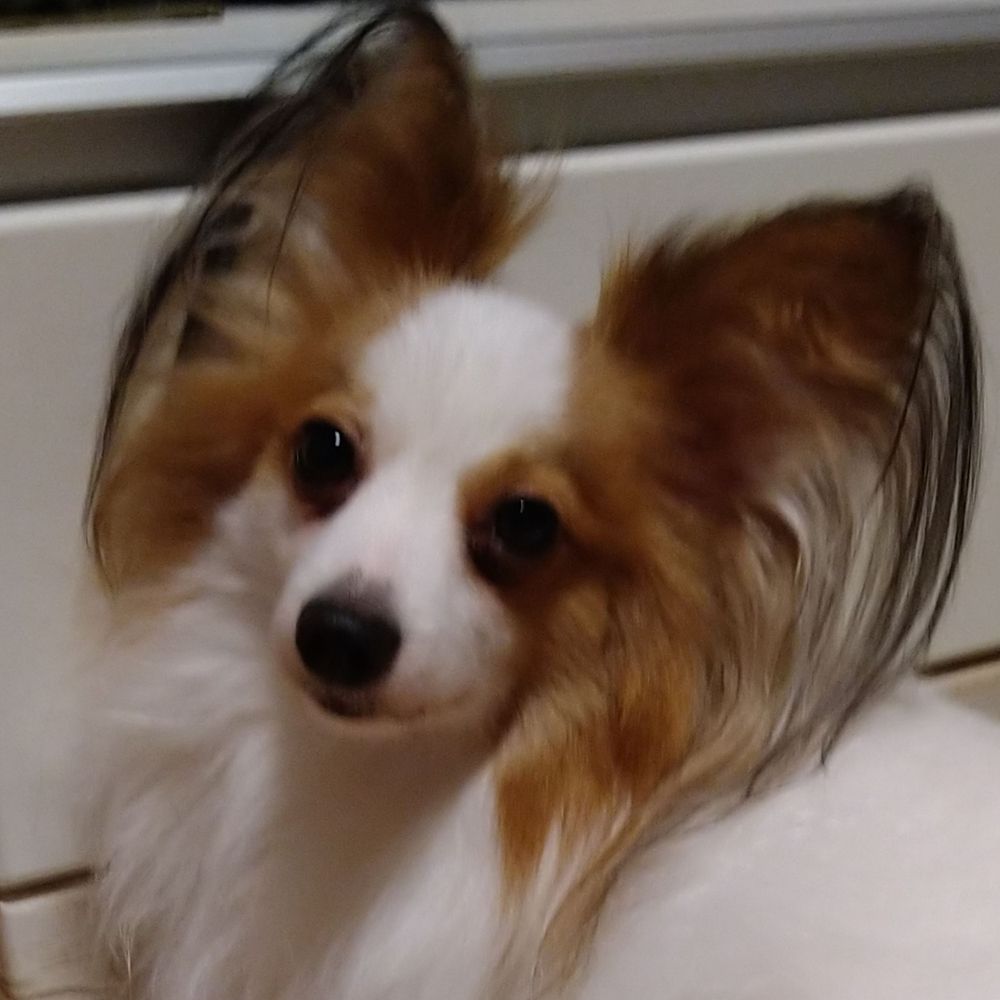 ただの犬
